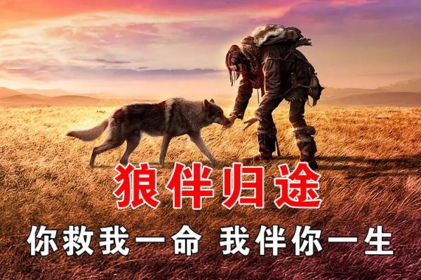 狼命King：从网络文化看年轻人的自我表达与归属感