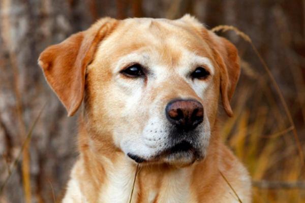 06年属狗男孩命运分析:聪慧与忠诚共存的未来之路 06年属狗男孩命运分析:聪慧与忠诚共存的未来之路