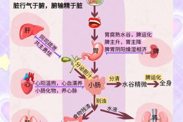 根据名字命名的器官与身体健康的神秘关联