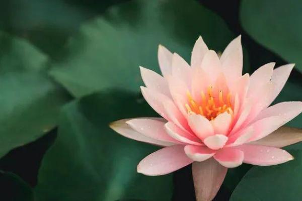 鬼节出生的人命运如何?揭示神秘命格与运势! 鬼节出生的人命运如何?揭示神秘命格与运势!