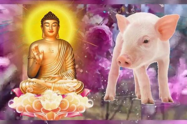 1995年属猪的人：酉时出生影响命运的秘密与分析