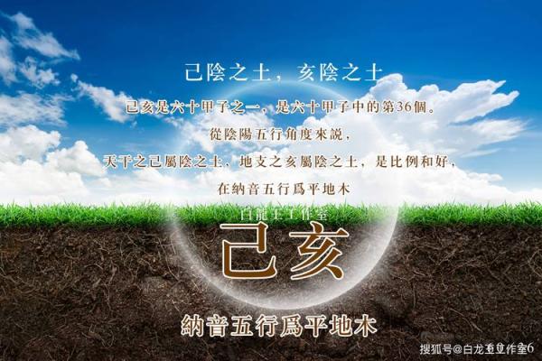 玉兔与金兔：不同命运的生肖解析与人生启示