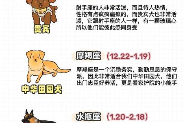 不同命格如何选择适合自己的宠物,助你人生顺风顺水! 不同命格如何选择适合自己的宠物,助你人生顺风顺水!
