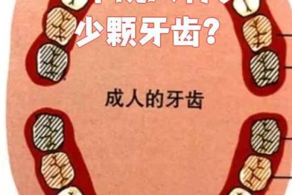 牙齿的奥秘:24颗牙齿背后的命运与健康关系 牙齿的奥秘:24颗牙齿背后的命运与健康关系