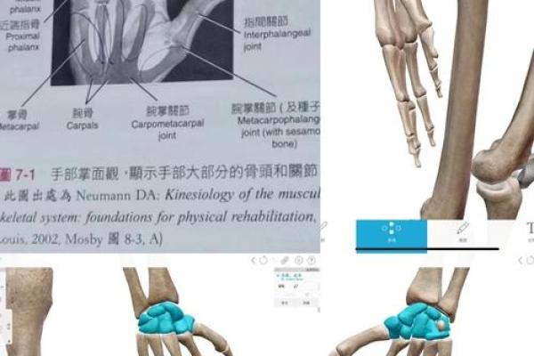 探寻手指的奥秘:大拇指粗大的命运解析与人生启示 探寻手指的奥秘:大拇指粗大的命运解析与人生启示