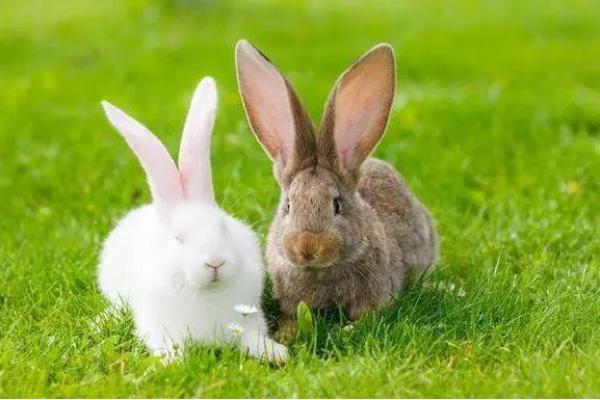 兔年未时出生的命运解析 揭秘你的个性与未来 兔年未时出生的命运解析 揭秘你的个性与未来