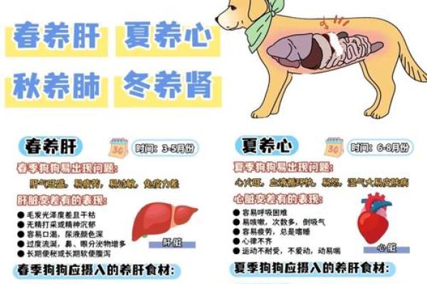狗生最佳季节揭秘：春夏秋冬命运如何？