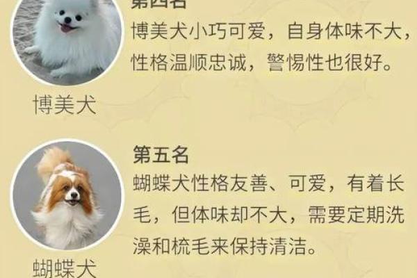狗生最佳季节揭秘：春夏秋冬命运如何？