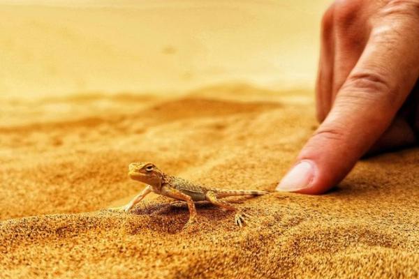 解密石榴木命:自然之力与命理智慧的交汇点 解密石榴木命:自然之力与命理智慧的交汇点