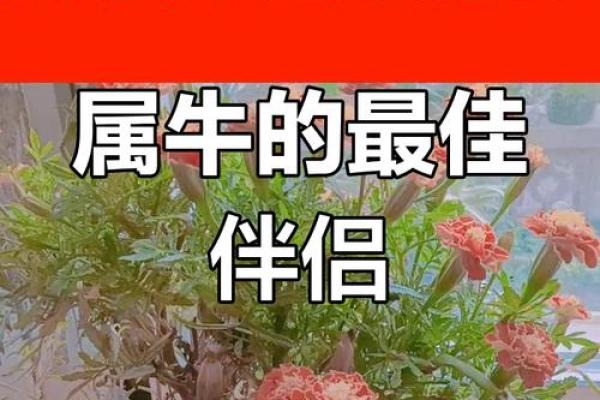 2009年属牛,命运与生肖解读 2009年属牛,命运与生肖解读