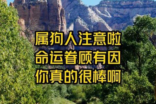 1982年属狗人的命运解析:聪慧与忠诚的结合 1982年属狗人的命运解析:聪慧与忠诚的结合