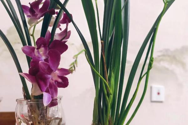 适合“饿金命”的鲜花，点亮你的生活与运势！
