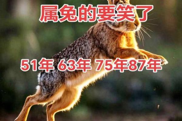 2006年兔年出生的人命运与性格解析:揭秘兔子的神秘魅力与命理奥秘 2006年兔年出生的人命运与性格解析:揭秘兔子的神秘魅力与命理奥秘
