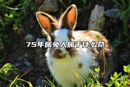 水命75年起名指南：为未来铺路的智慧之选