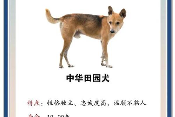 1947年出生的狗狗命运:性格、特征与运势分析 1947年出生的狗狗命运:性格、特征与运势分析