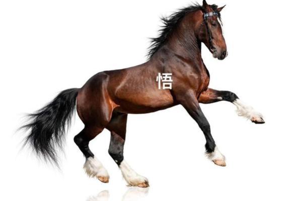 2014年生肖马:探索你的命运与性格特征 2014年生肖马:探索你的命运与性格特征