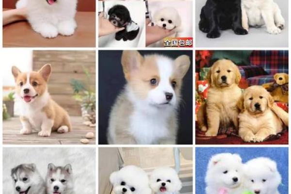 白蜡金命人适合养什么宠物?探寻最合适的宠物伴侣! 白蜡金命人适合养什么宠物?探寻最合适的宠物伴侣!