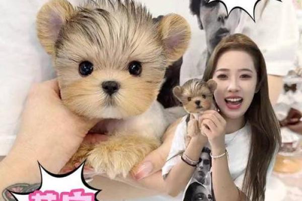 白蜡金命人适合养什么宠物?探寻最合适的宠物伴侣! 白蜡金命人适合养什么宠物?探寻最合适的宠物伴侣!