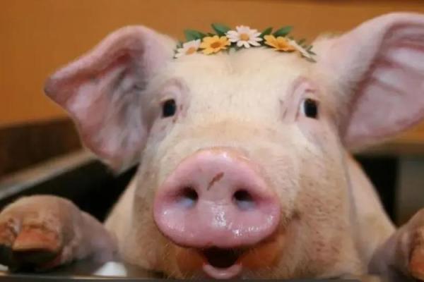 无家可归的浪子:解读人性与生肖的深刻联系 无家可归的浪子:解读人性与生肖的深刻联系