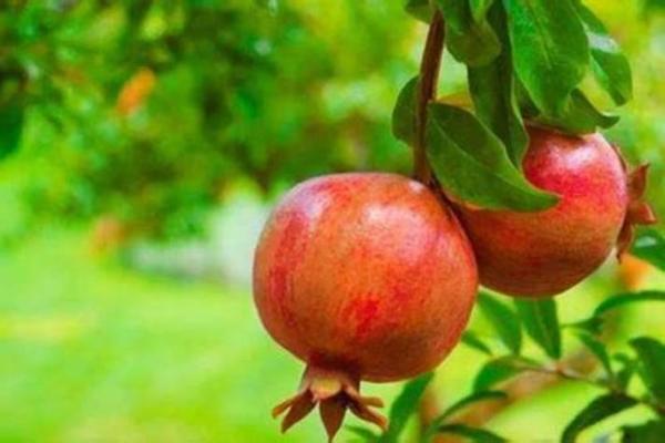 石榴命木命的人适合的职业与生活选择