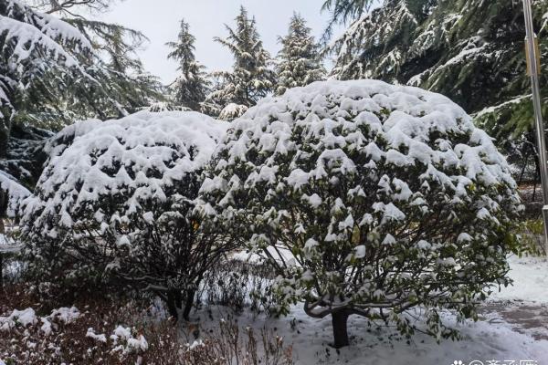 1954年腊月18日的冬日奇遇:迷失与重生的旅程 1954年腊月18日的冬日奇遇:迷失与重生的旅程