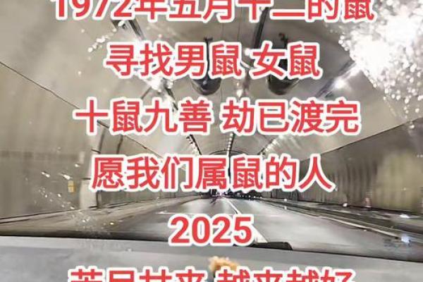 牛年属鼠：揭开鼠年的命运之谜，成功与机遇并存！