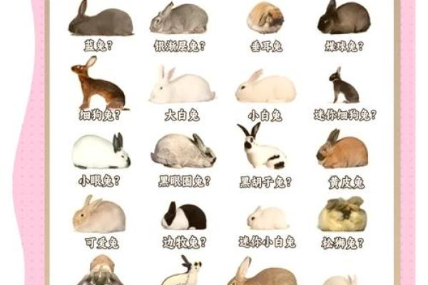 36岁兔子命理解析:命运与性格的奇妙交织 36岁兔子命理解析:命运与性格的奇妙交织