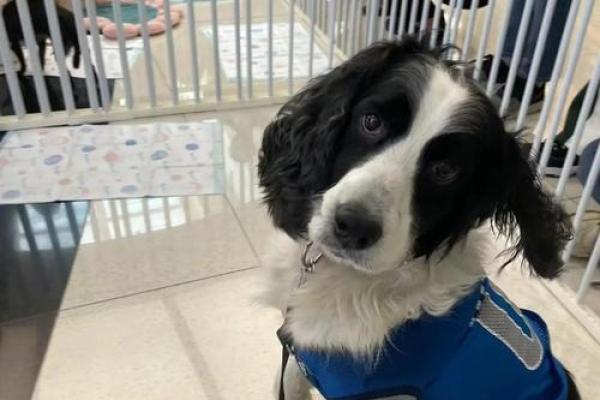 领养孩子的命运:爱与希望的交织之旅 领养孩子的命运:爱与希望的交织之旅