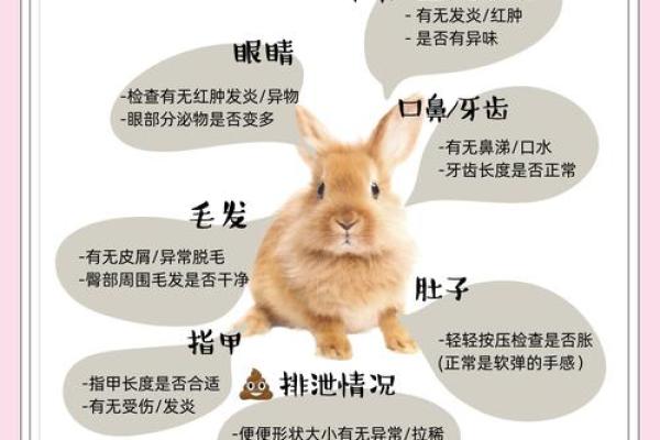兔子命运解密:如何根据生肖兔了解人生的方向与特点 兔子命运解密:如何根据生肖兔了解人生的方向与特点