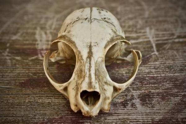 狮骨猫骨的秘密:探寻不为人知的古老命运! 狮骨猫骨的秘密:探寻不为人知的古老命运!