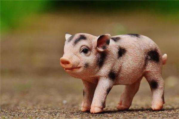 1983年属猪:金命的特点与人生轨迹解析 1983年属猪:金命的特点与人生轨迹解析