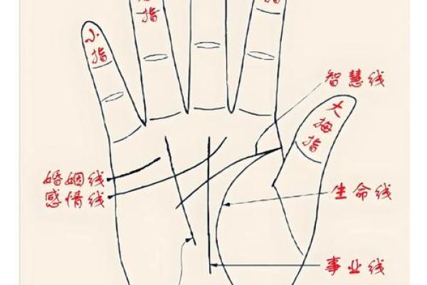 探秘掌纹中的双线暗示,解码你的命运之谜! 探秘掌纹中的双线暗示,解码你的命运之谜!