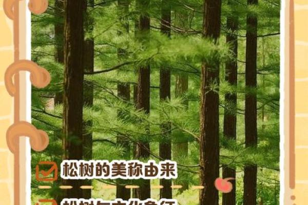 扎根松树下，探索生命的奇妙意义