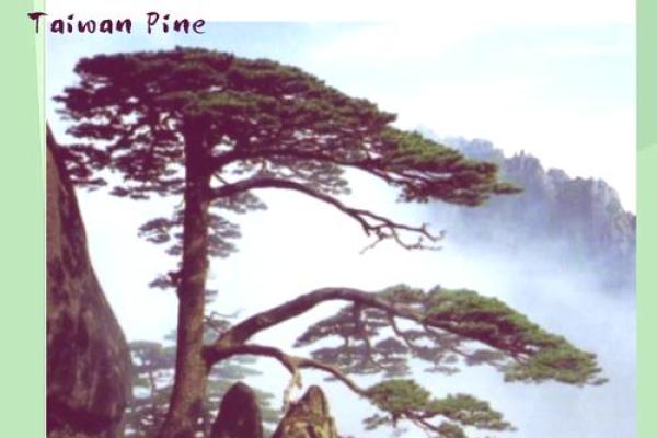 扎根松树下，探索生命的奇妙意义