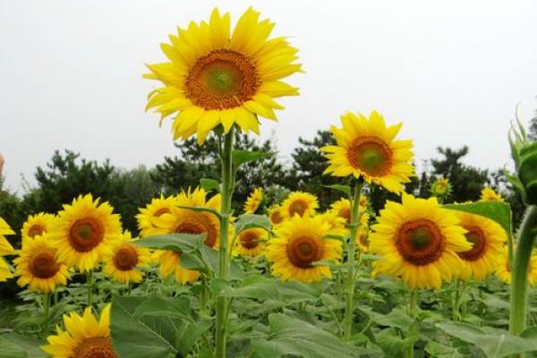 80岁老人生活的智慧与命运的交响曲 80岁老人生活的智慧与命运的交响曲