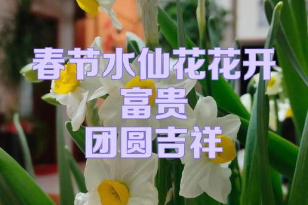 水命之人适合养什么花？助你招来桃花运！