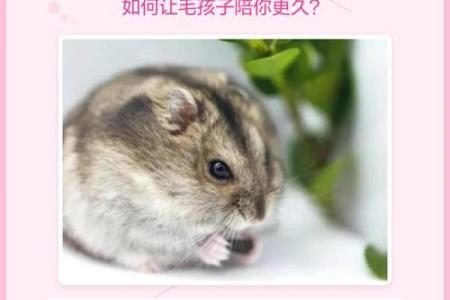 仓鼠的寿命之谜：哪个品种活得最长？