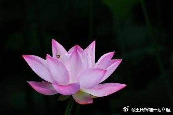 从命理看缺水之人精彩且艰辛的命运之旅