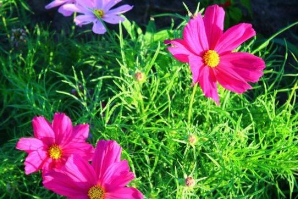 解锁旺土命的秘密：如何找到真正的自我与未来之道