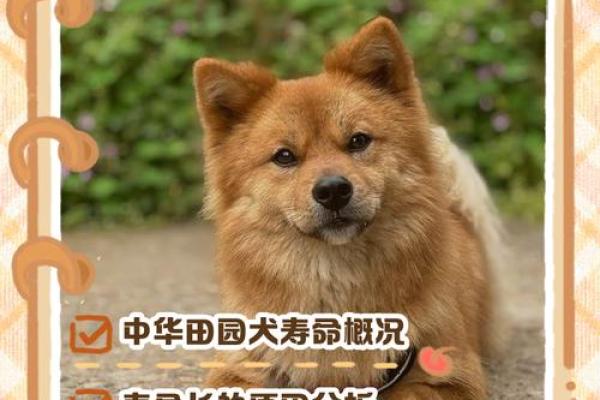 田园犬之旺财命：为何它们能带来幸福与财富？