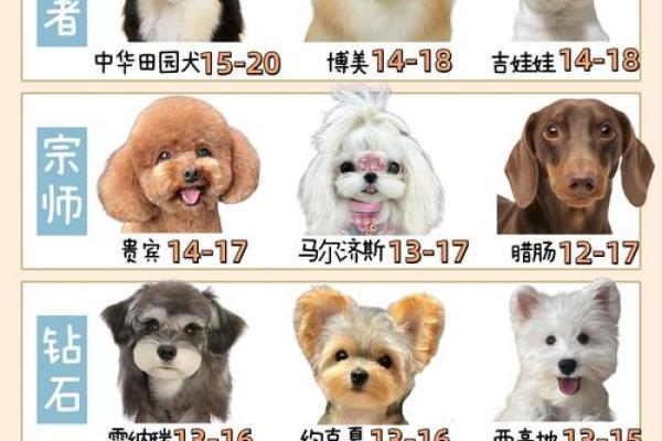 田园犬之旺财命：为何它们能带来幸福与财富？