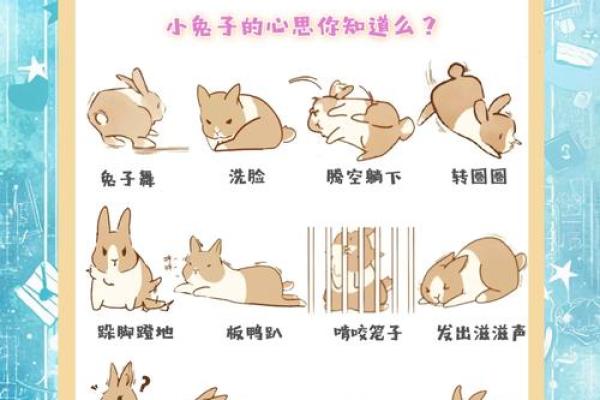 兔子要什么命？探寻生命的意义与生存的智慧