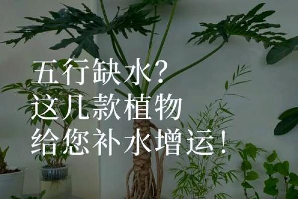 乙木命人适合养什么植物？揭示五行与植物的奇妙关系