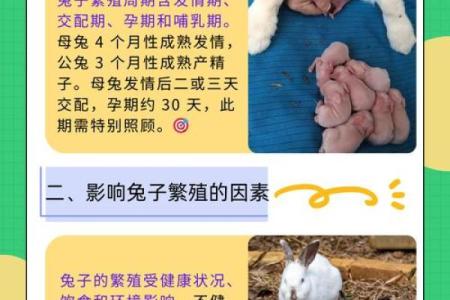 兔子要什么命？探寻生命的意义与生存的智慧