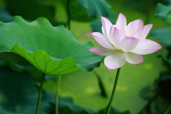 1980年属猴人的性格与命运探秘：揭秘你的命格与人生指南