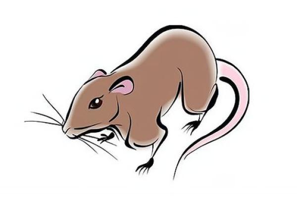 1984年属鼠人命理探索：幸福与挑战的平衡之道