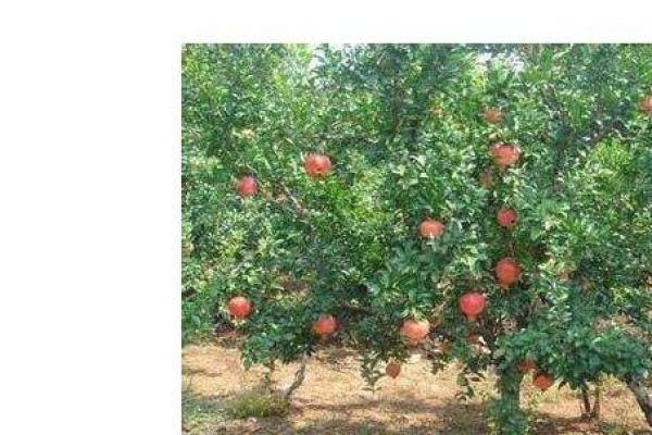 揭秘石榴木命的数字神秘与旺盛之道