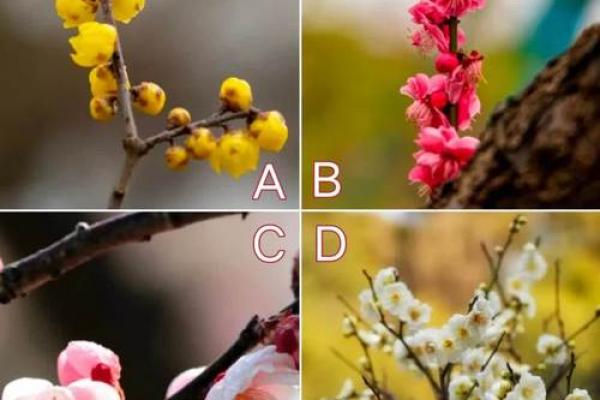 探秘梅花命：揭开命理中的神秘面纱