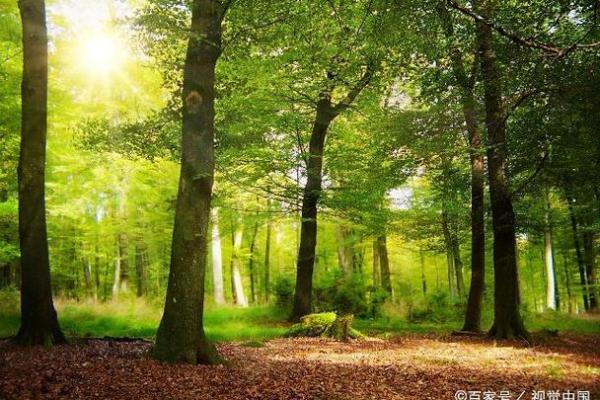 剑锋金命：探寻为何它被认为是最好的命运