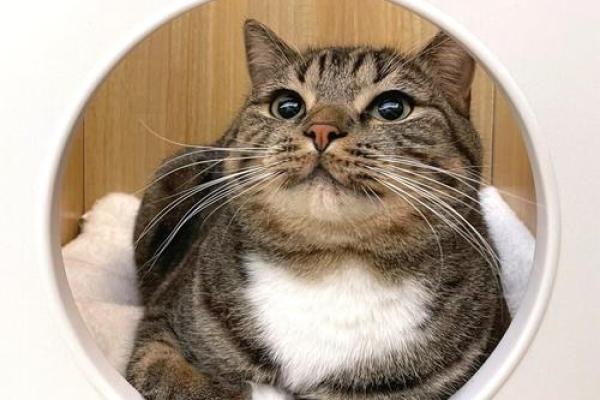 幽默九命猫：生活中的小哲学与智慧